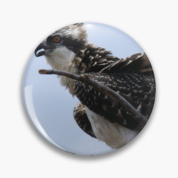 Artikelvorschau, Young Osprey on Nest entworfen und verkauft von Timothy Gass.