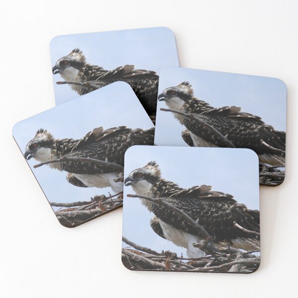Item preview, Young Osprey on Nest designed and sold by Timothy Gass.