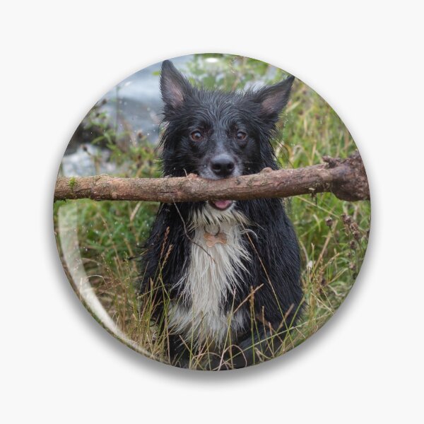 Item preview, Young collie dog holding a huge stick designed and sold by Pokofoto.