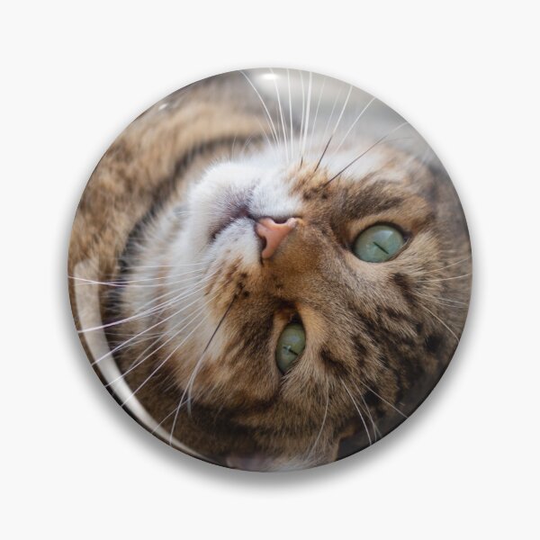 Item preview, Cute tabby cat lying down designed and sold by Pokofoto.