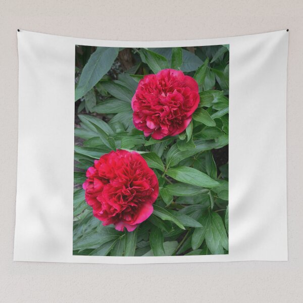 Item preview, Beautiful Peony in full bloom designed and sold by Frank  Irwin.