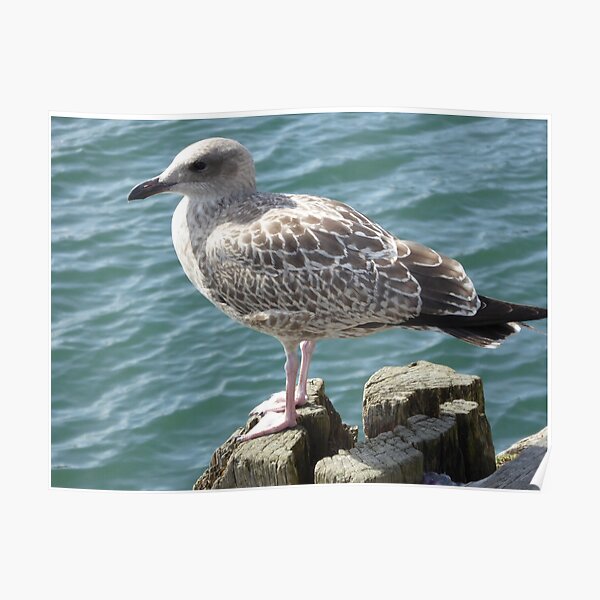 Scarborough Seagull Poster