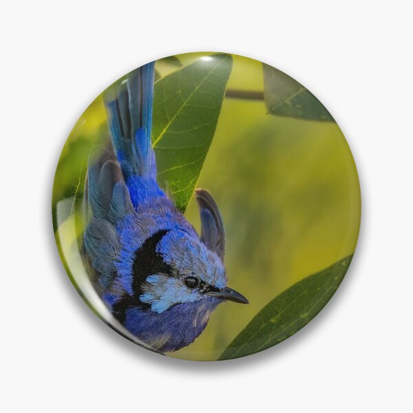 Item preview, Splendid Fairy-wren on Hardenbergia designed and sold by Jennie  Stock.