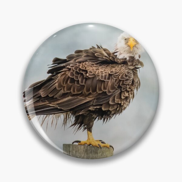 Item preview, American Bald Eagle shaking feathers designed and sold by Tori Andrews.