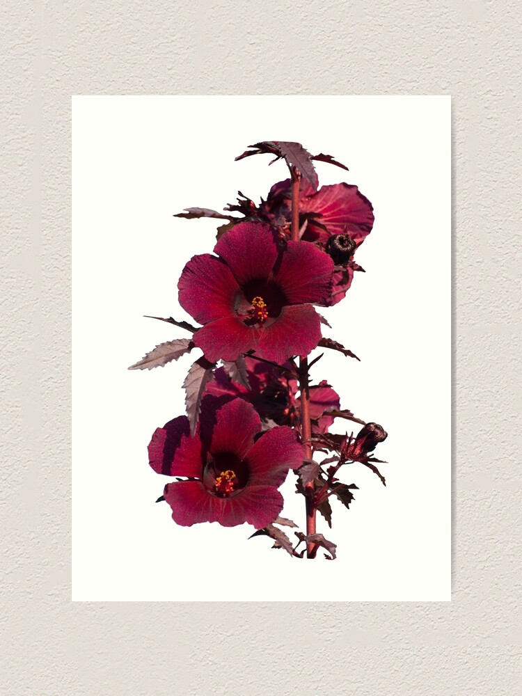 Hibiscus Mahogany Splendor Art Print By Zinastromberg Redbubble