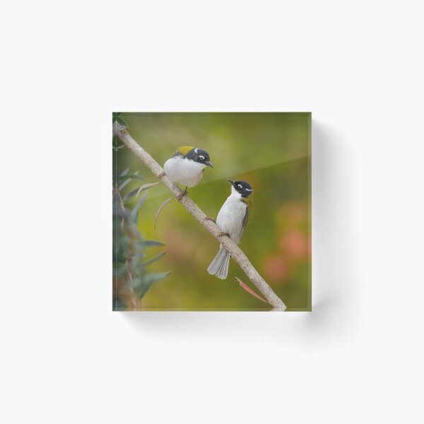 Item preview, Gilbert's Honeyeater pair designed and sold by Jennie  Stock.
