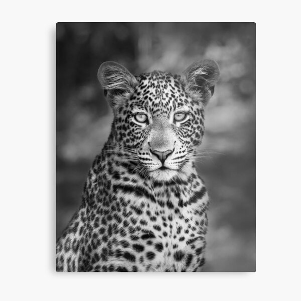 Leopard portrait Metal Print