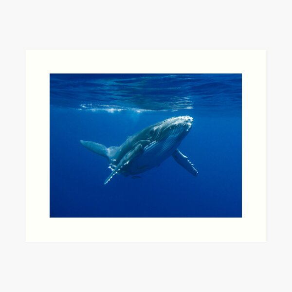 Artikel-Vorschau von Buckelwal Kalb, designt und verkauft von humpbackwhales.