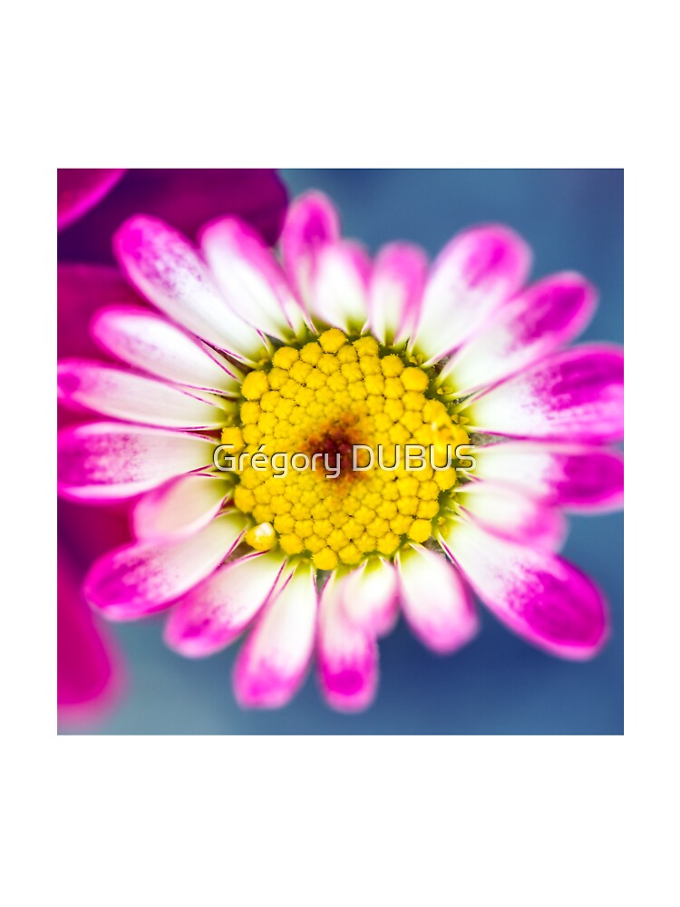 Camiseta para niños « Apertura de flores amarillas y moradas de Anthemis  (tipo Argyranthemum) en la temporada de primavera» de Gregory-DUBUS |  Redbubble