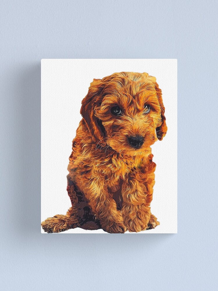 Blue Eyes Spotted Cockapoo Blue Heeler Speckled Or Mottled Red