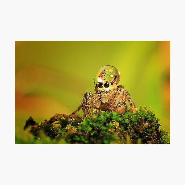 spider, dew and butterfly mating Photographic Print