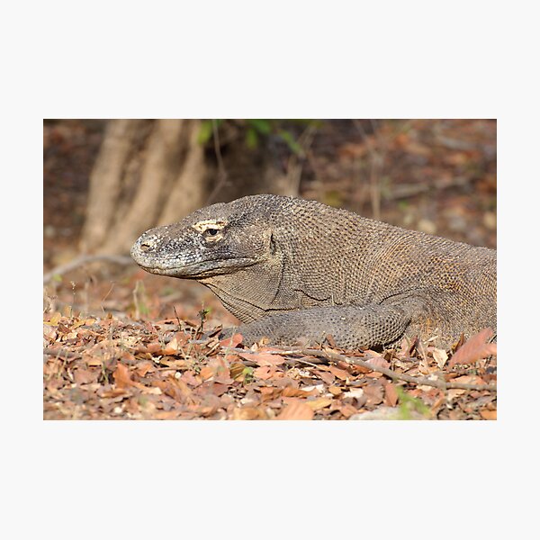 Komodo Dragon - Varanus komodoensis Photographic Print