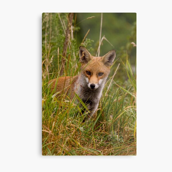 Young Fox Metal Print
