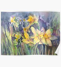 Daffodils Poster