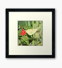 Cloudless Sulpher Framed Print
