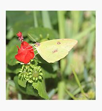 Cloudless Sulpher Photographic Print