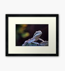 Bearded Dragon Framed Print