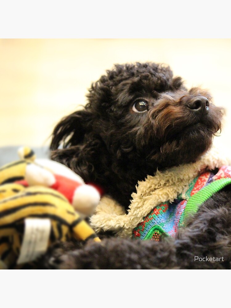 all black toy poodle