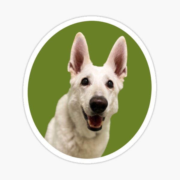 Jack the TikTok Dog (Green) Sticker