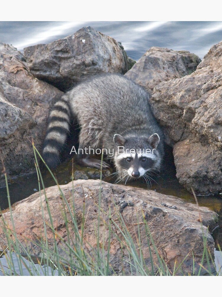 Raccoon on the rocks by dailyanimals