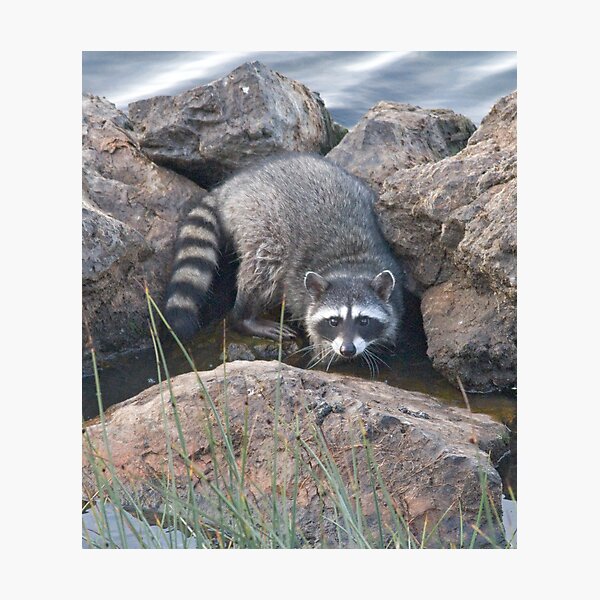 Raccoon on the rocks Photographic Print