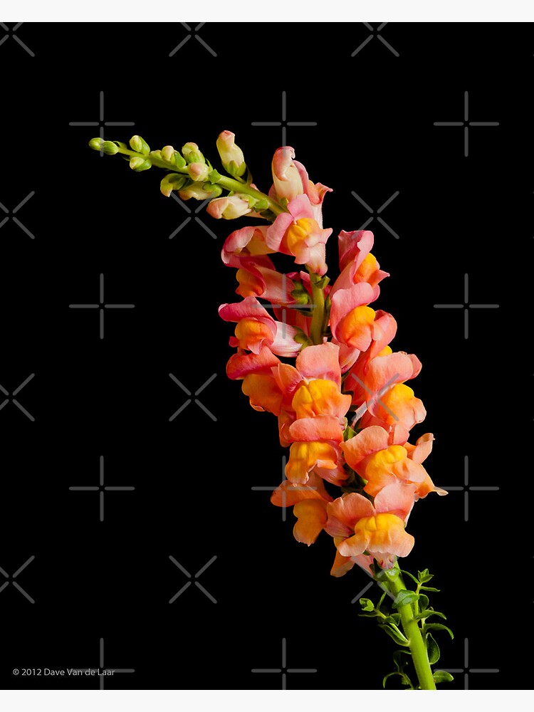 "Snap Dragon" Photographic Print for Sale by Tallow Redbubble