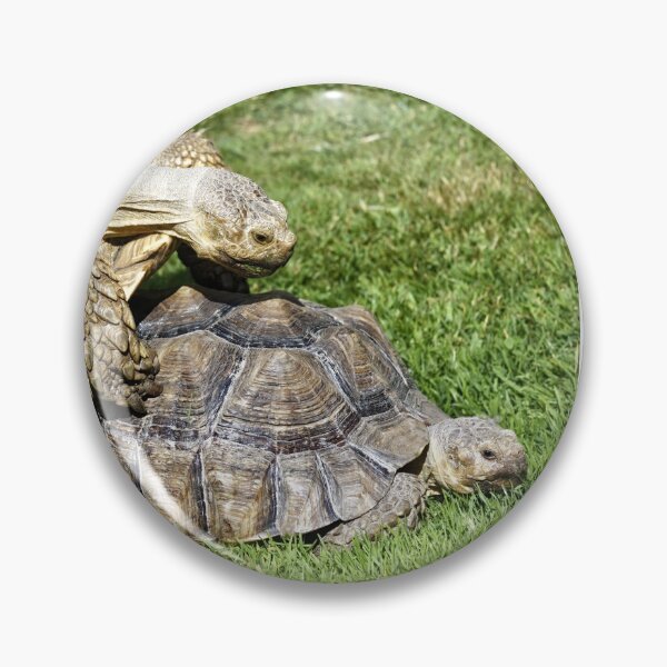 Aperçu de l'œuvre Tortue stimulée africaine (Centrochelys sulcata) créée et vendue par Andy Harker.