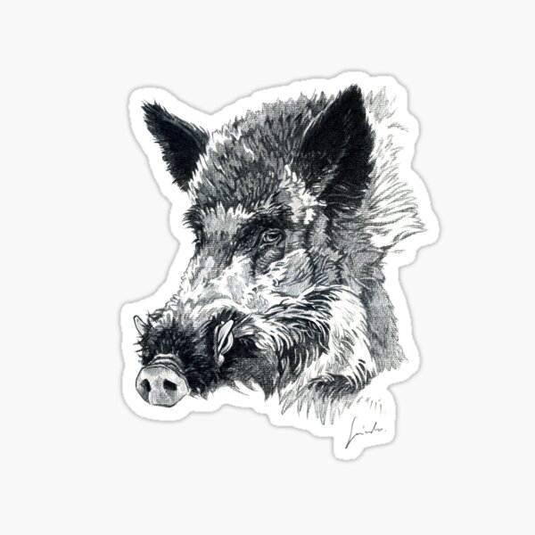 Wild boar head drawing Sticker