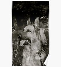 German Shepherd Poster