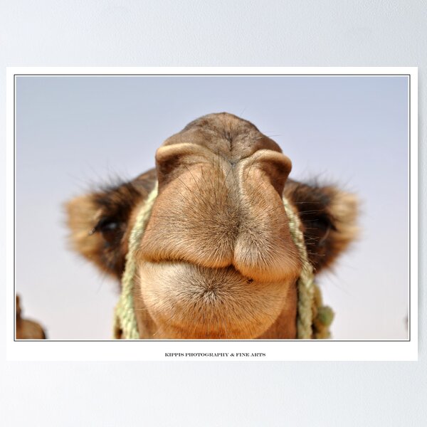Item preview, camel designed and sold by paolo amiotti.
