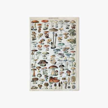 Vintage Edible Mushroom Chart Art Board Print