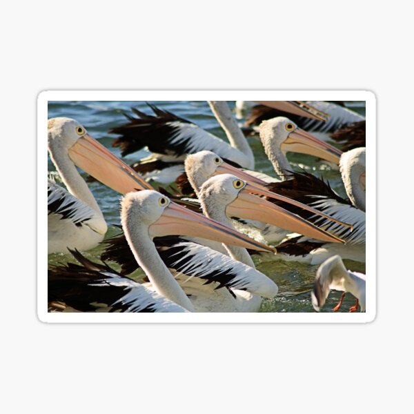 Eyes Right Sticker