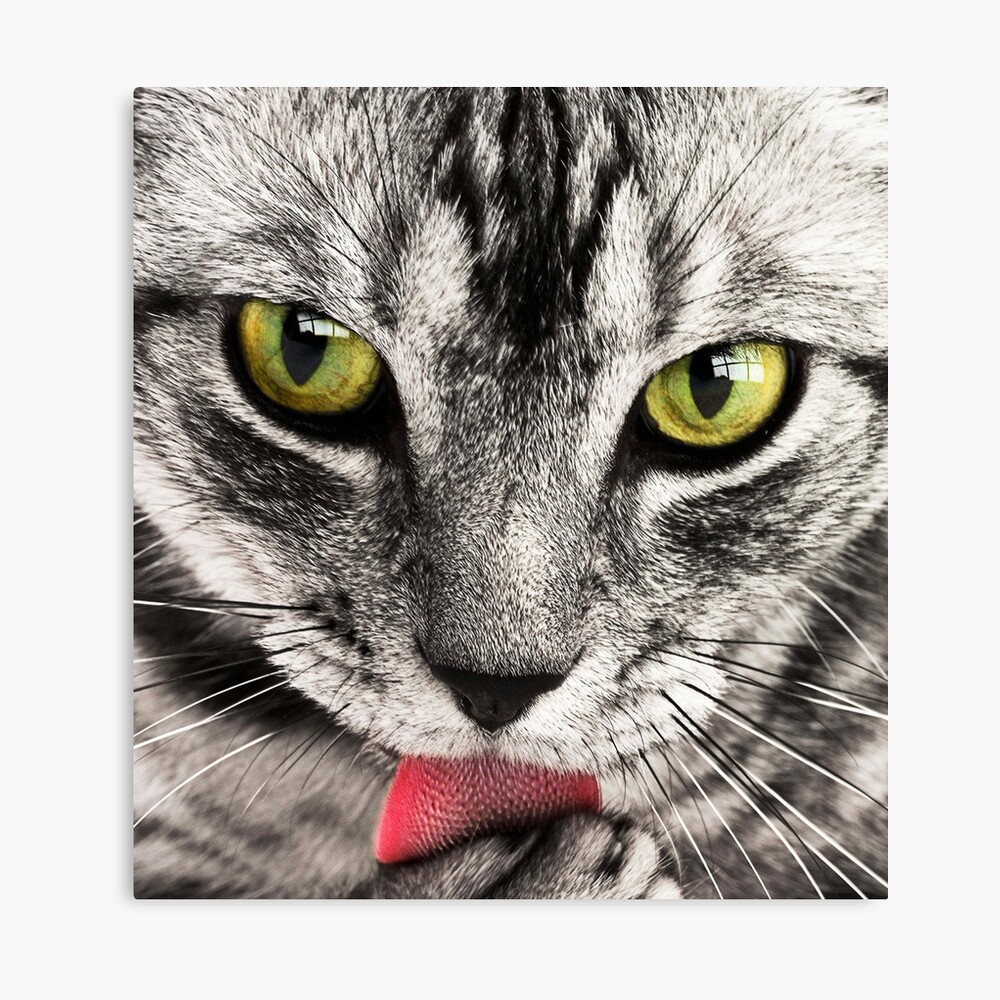 gray cats with black stripes