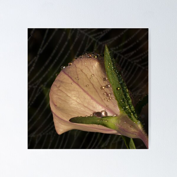 Item preview, Sparkling Dew Drops designed and sold by Victoria Jostes.