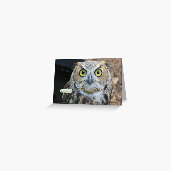 Echo the Great Horned Owl Greeting Card