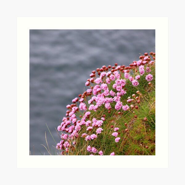 Pink flowers on edge of the sea coast Art Print