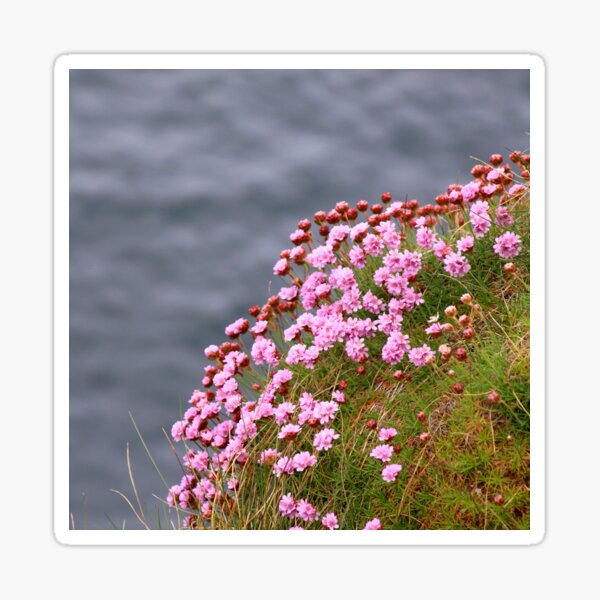 Pink flowers on edge of the sea coast Sticker