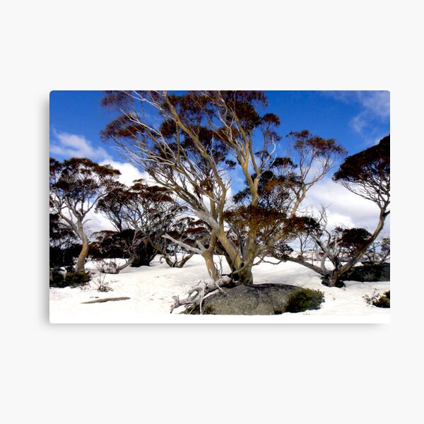 Item preview, snow gums I designed and sold by geophotographic.