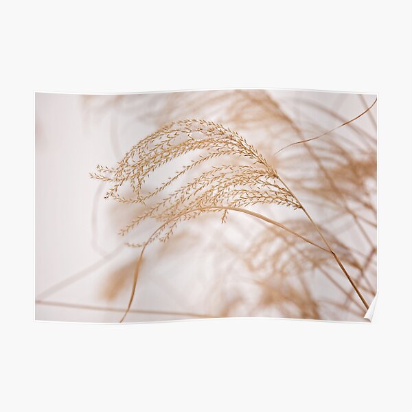 Golden grasses in winter Poster
