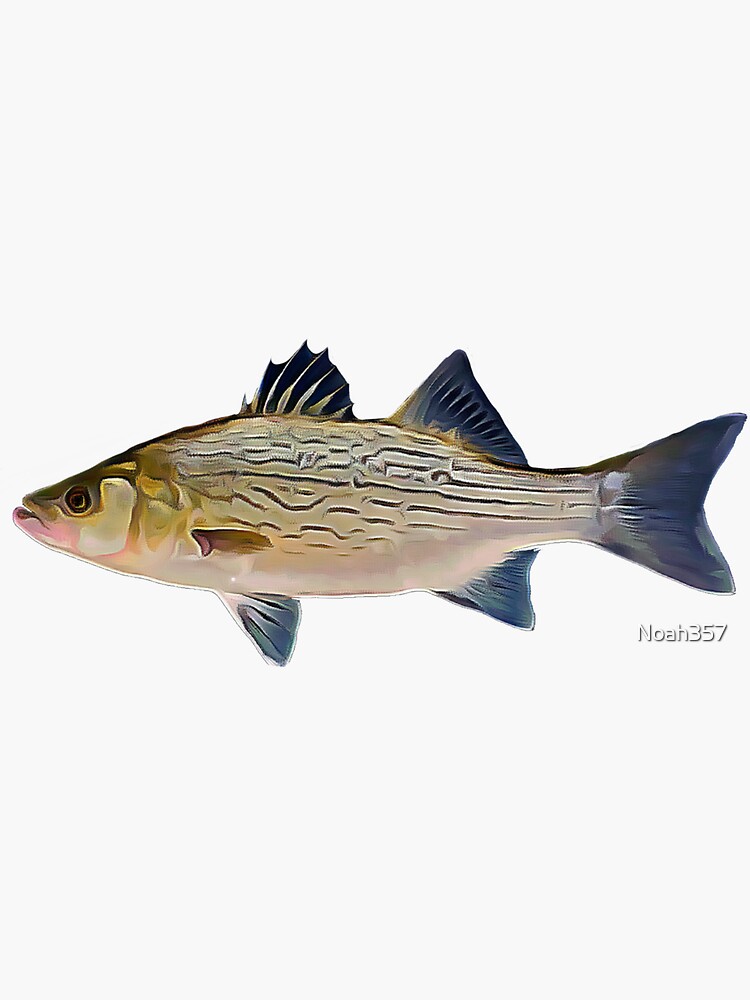 Hybrid Striped Bass Large Decals and Stickers