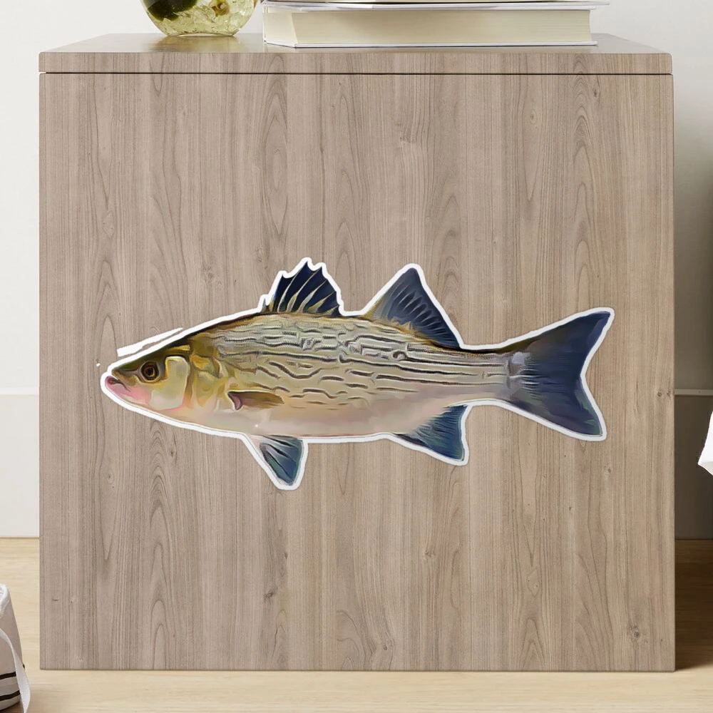 Hybrid Striped Bass Large Decals and Stickers