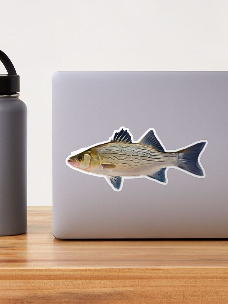 Hybrid Striped Bass Large Decals and Stickers