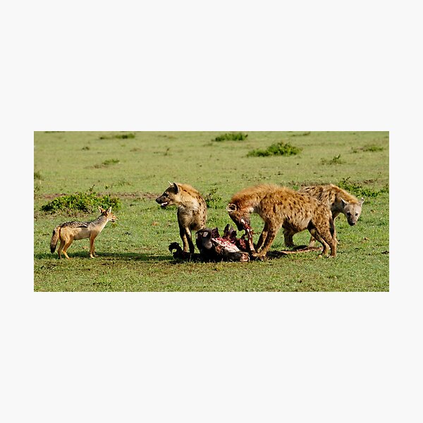 "food chain" Photographic Print