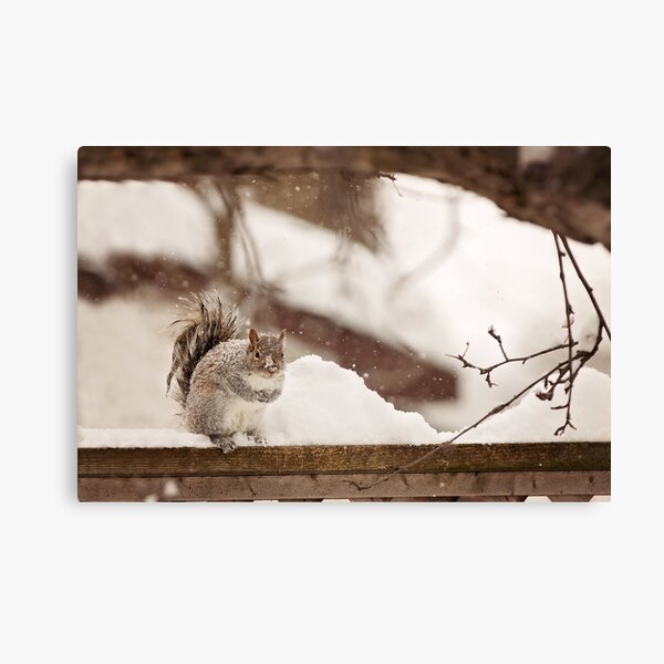 Squirrel in the snow Canvas Print