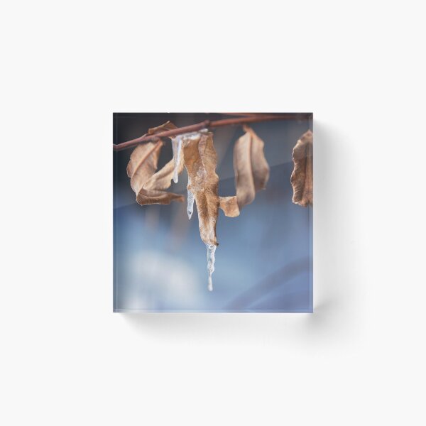 Dead and frosted leaves Acrylic Block