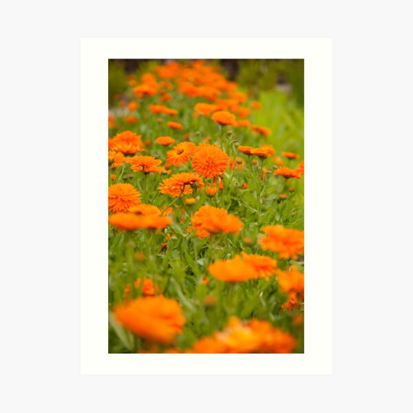 Marigolds Art Print