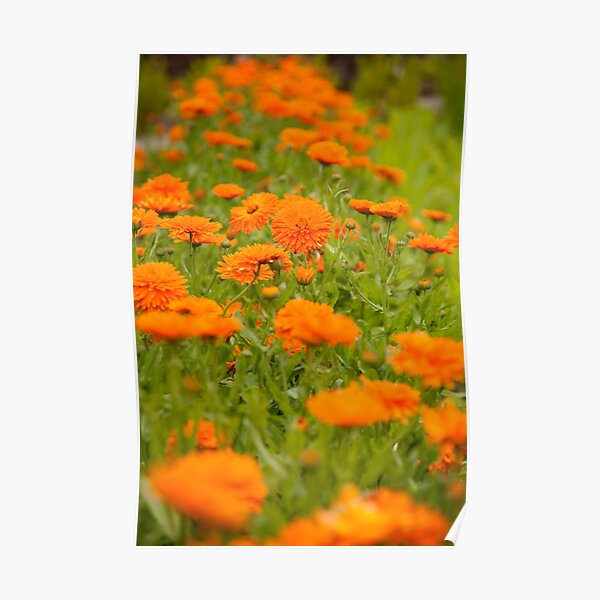 Marigolds Poster
