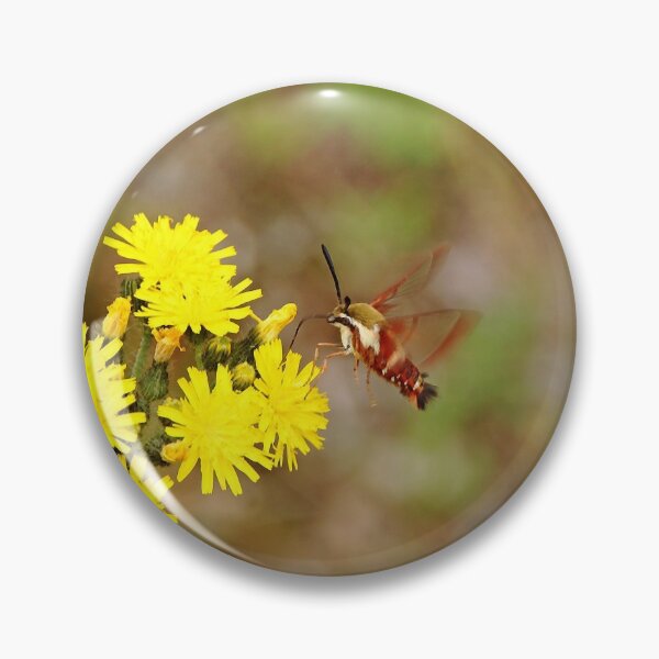 Item preview, Clearwing Moth And Hawkweed designed and sold by Debbie Oppermann.
