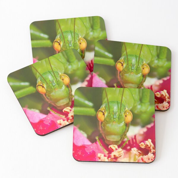 Item preview, Katydid Square Format designed and sold by Jason Gilbert.