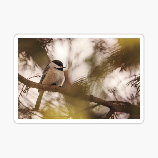 Chickadee hidden in a tree in winter Sticker